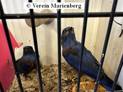 Vogelmarkt 2025