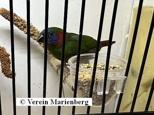 Vogelmarkt 2025