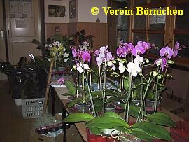 Phaleonopsis zur Orchideenverkaufsschau