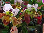 Orchideenverkaufsschau