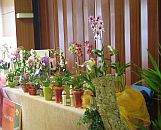Orchideenverkaufsschau