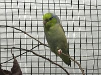 Blaugenicksperlingspapagei