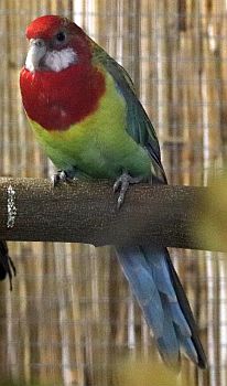Rosellasittich