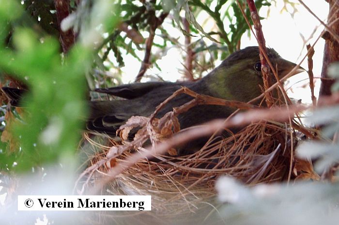 Schwarzkopfgrünfink