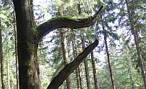 Alte Buche