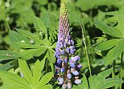 Lupine