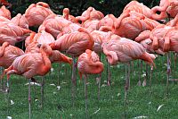 Kubaflamingo
