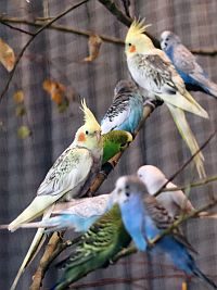 Nymphensittich, Wellensittich