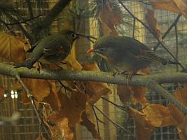 Chinesische Nachtigall