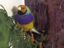 Gouldamadine gelbköpfig