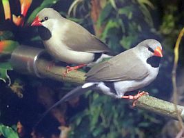 Spitzschwanzamadine rotschnäblig grau