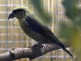 Fichtenkreuzschnabel