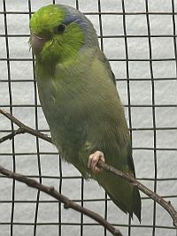 Blaugenick Sperlingspapagei