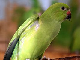 Afrikanischer Halsbandsittich